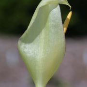 Image of Arum italicum ssp. albispathum (Steven ex Ledeb.) Prime.