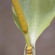 Image of Arum italicum ssp. albispathum (Steven ex Ledeb.) Prime.