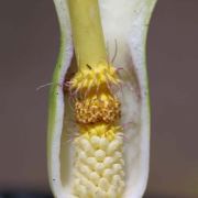 Image of Arum italicum ssp. albispathum (Steven ex Ledeb.) Prime.