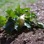 Image of Arum italicum  Miller.