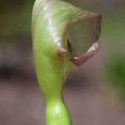 Image of Arum italicum  Miller.