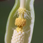 Image of Arum italicum  Miller.