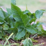 Image of Arum italicum  Miller.