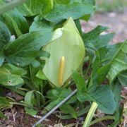 Image of Arum italicum  Miller.