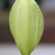 Image of Arum italicum  Miller.