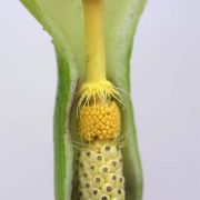 Image of Arum italicum  Miller.