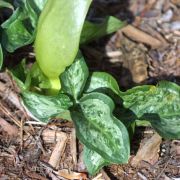 Image of Arum italicum  Miller.