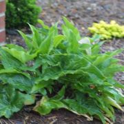 Image of Arum italicum  Miller.