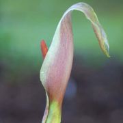 Image of Arum italicum  Miller.