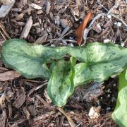 Image of Arum italicum  Miller.