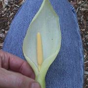 Image of Arum italicum ssp. albispathum (Steven ex Ledeb.) Prime.