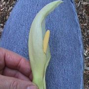 Image of Arum italicum ssp. albispathum (Steven ex Ledeb.) Prime.