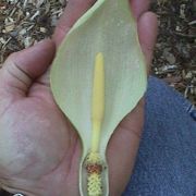 Image of Arum italicum ssp. albispathum (Steven ex Ledeb.) Prime.