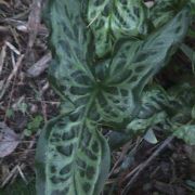 Image of Arum italicum ssp. italicum Miller.