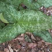 Image of Arum italicum ssp. italicum Miller.