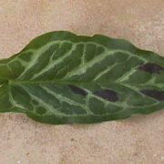 Image of Arum italicum ssp. italicum Miller.