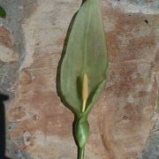 Image of Arum italicum ssp. italicum Miller.