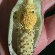 Image of Arum italicum ssp. italicum Miller.