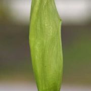 Image of Arum italicum ssp. italicum Miller.