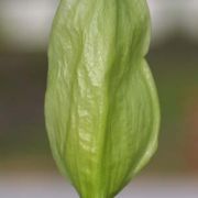 Image of Arum italicum ssp. italicum Miller.