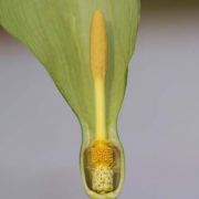 Image of Arum italicum ssp. italicum Miller.