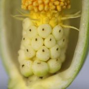 Image of Arum italicum ssp. italicum Miller.