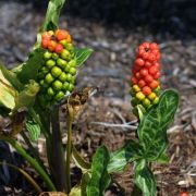 Image of Arum italicum ssp. italicum Miller.