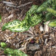 Image of Arum italicum ssp. italicum Miller.
