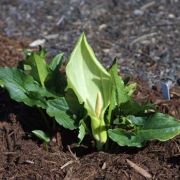 Image of Arum italicum ssp. neglectum F. Towns..