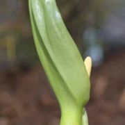 Image of Arum italicum ssp. neglectum F. Towns..