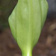 Image of Arum italicum ssp. neglectum F. Towns..