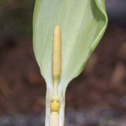 Image of Arum italicum ssp. neglectum F. Towns..