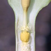 Image of Arum italicum ssp. neglectum F. Towns..