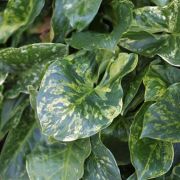 Image of Arum italicum ssp. neglectum F. Towns..