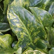 Image of Arum italicum ssp. neglectum F. Towns..