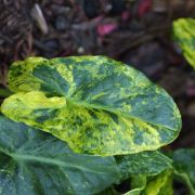 Image of Arum italicum ssp. neglectum F. Towns..