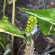 Image of Arum italicum ssp. neglectum F. Towns..