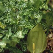 Image of Arum italicum  Miller.