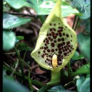 Image of Arum italicum  Miller.