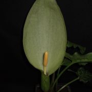 Image of Arum italicum ssp. albispathum (Steven ex Ledeb.) Prime.