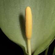 Image of Arum italicum ssp. albispathum (Steven ex Ledeb.) Prime.