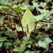 Image of Arum maculatum  L..