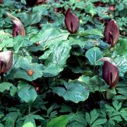 Image of Arum maculatum  L..