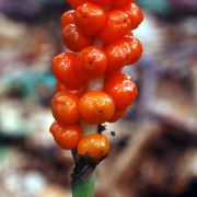 Image of Arum maculatum  L..