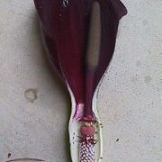 Image of Arum nigrum  Schott.