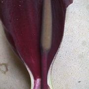 Image of Arum nigrum  Schott.