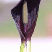 Image of Arum nigrum  Schott.