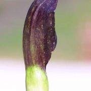 Image of Arum nigrum  Schott.