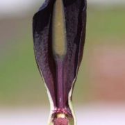 Image of Arum nigrum  Schott.