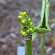 Image of Arum nigrum  Schott.